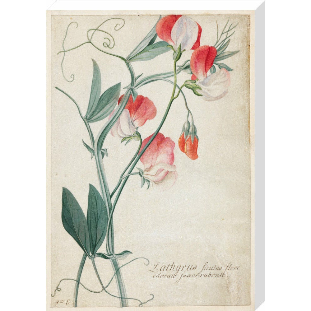 Sweet Pea - Art print