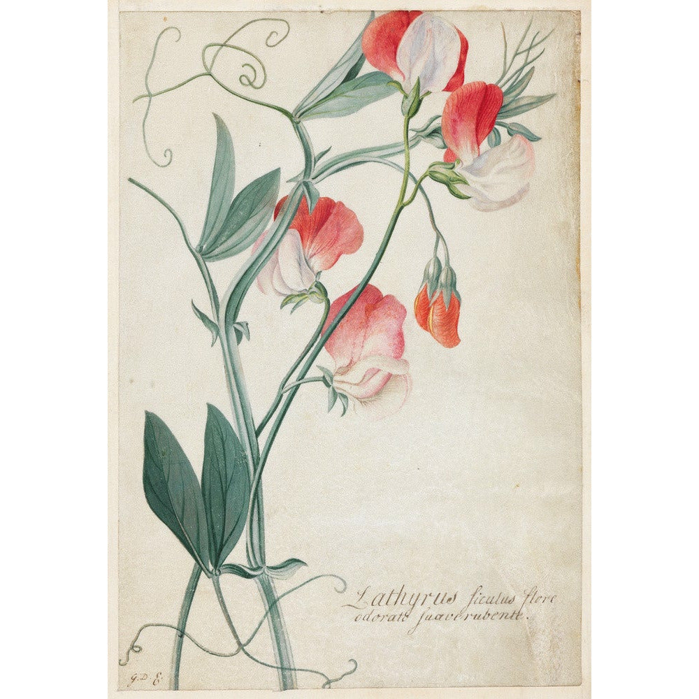 Sweet Pea - Art print