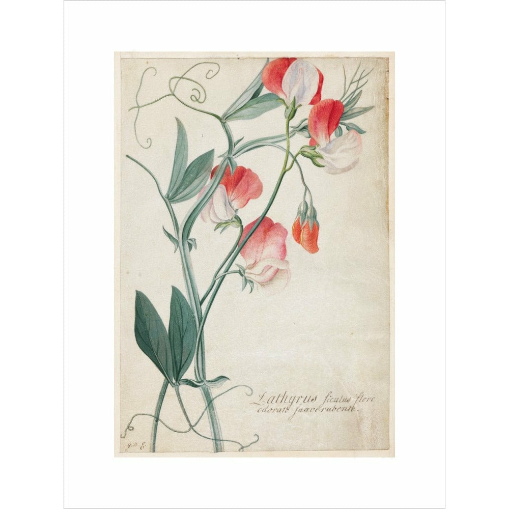 Sweet Pea - Art print
