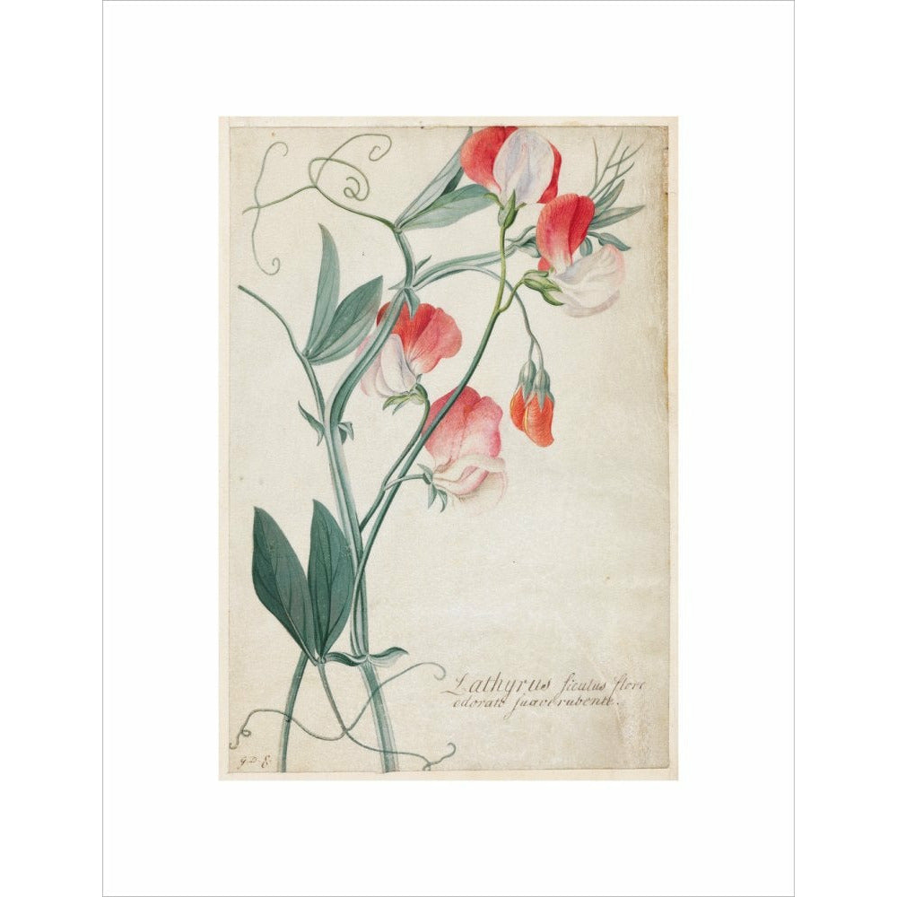 Sweet Pea - Art print