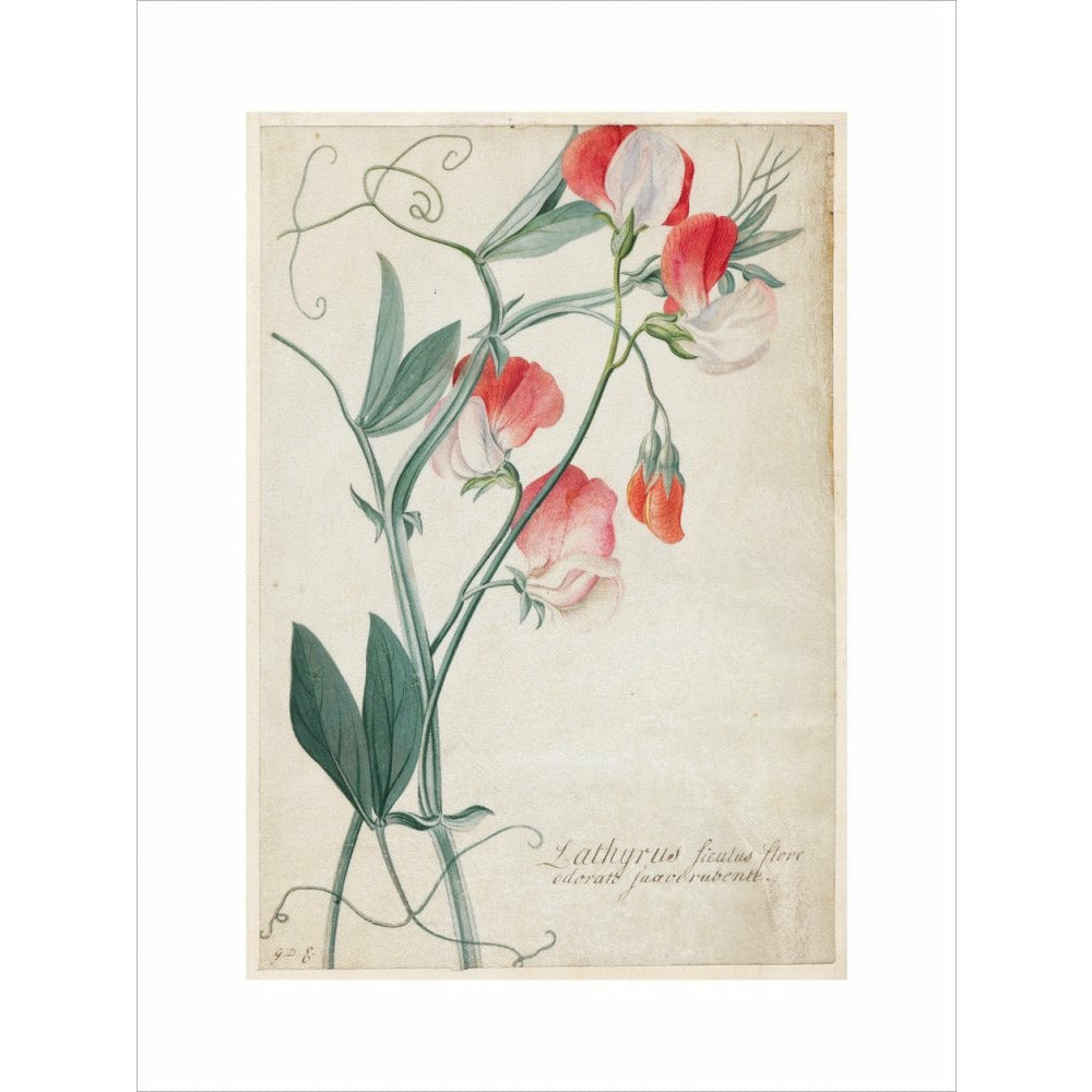 Sweet Pea - Art print
