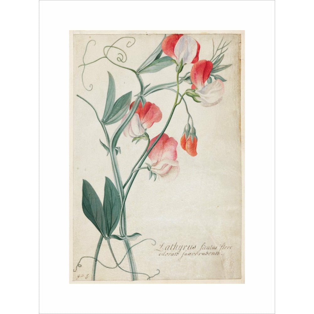 Sweet Pea - Art print