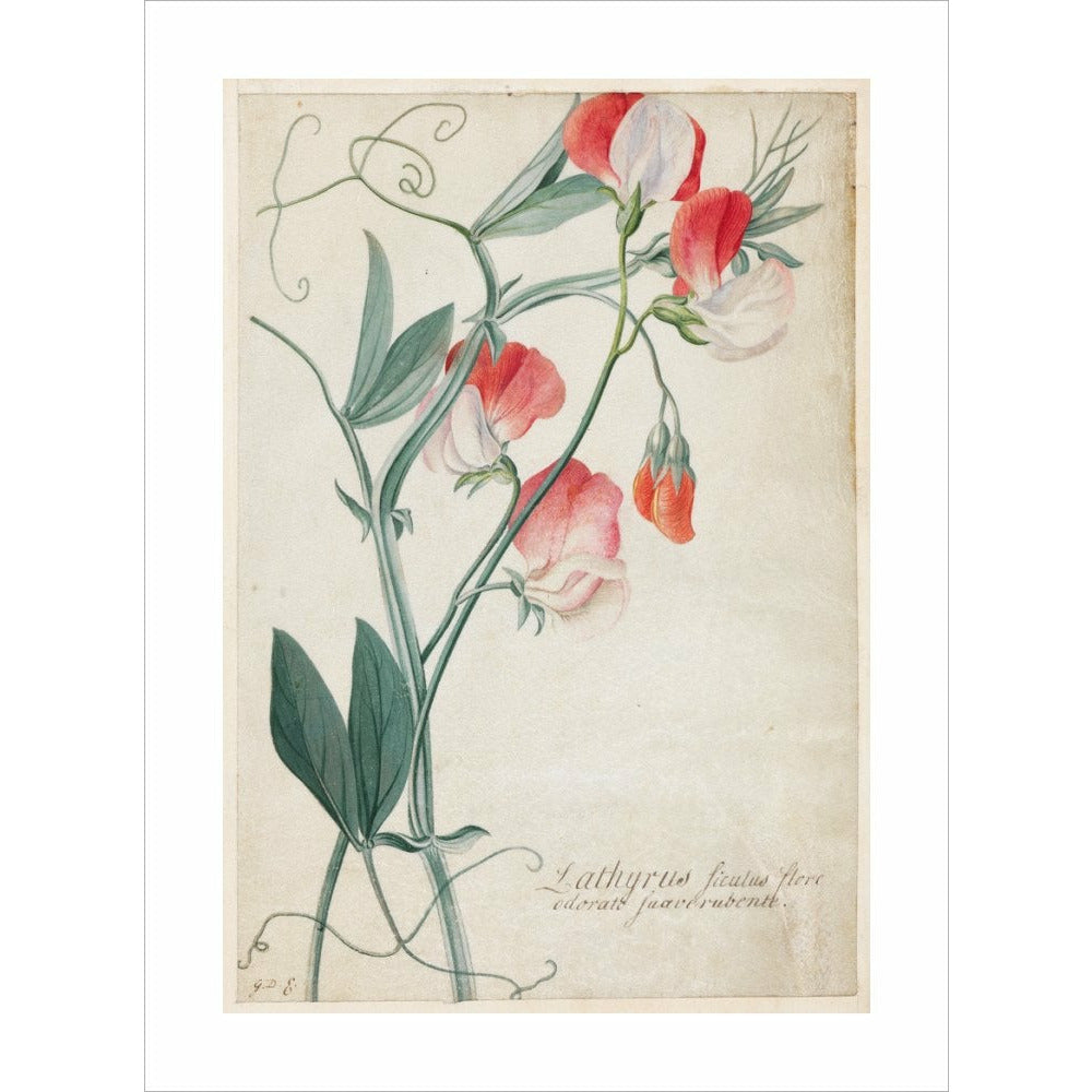 Sweet Pea - Art print