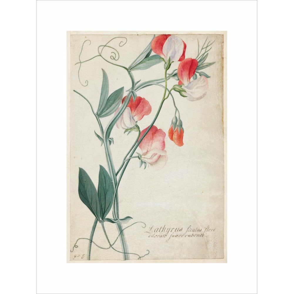 Sweet Pea - Art print