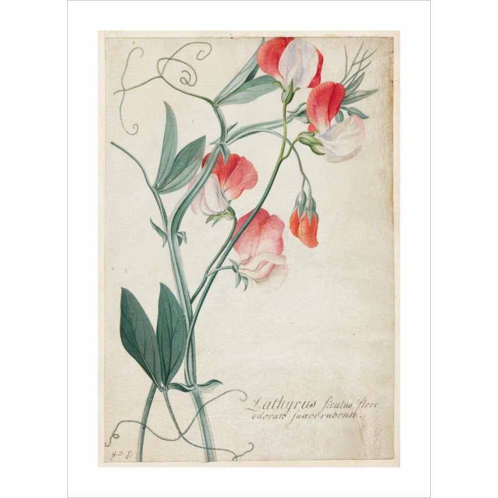 Sweet Pea - Art print
