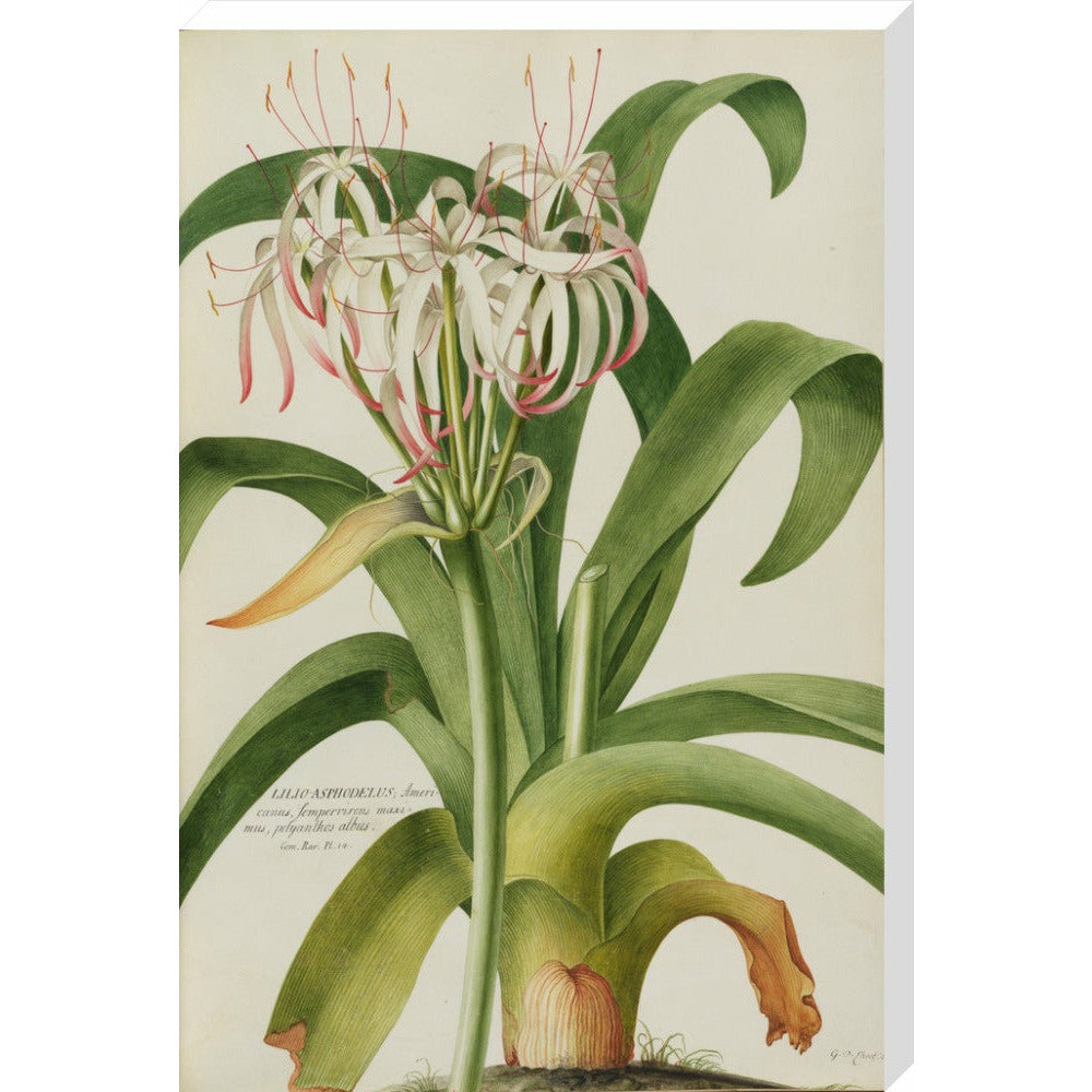 The American Asphodel Lily - Art print