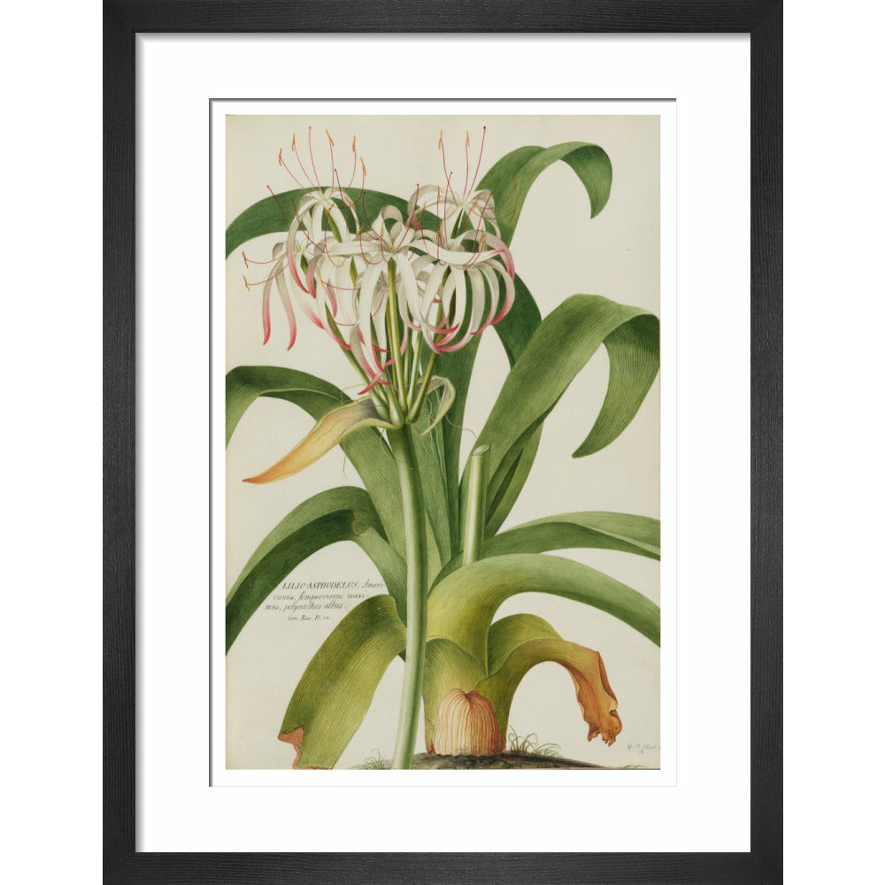 The American Asphodel Lily - Art print