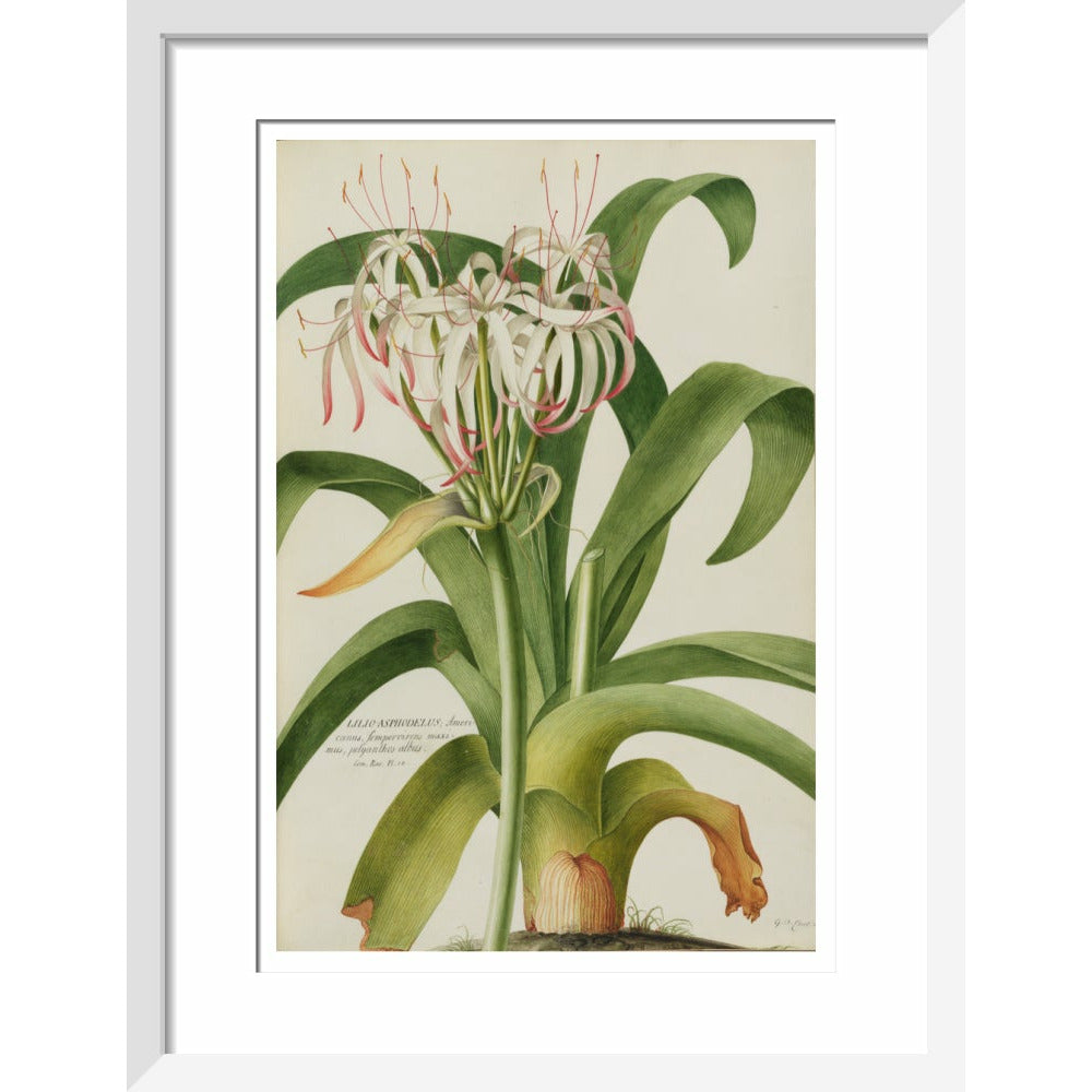 The American Asphodel Lily - Art print
