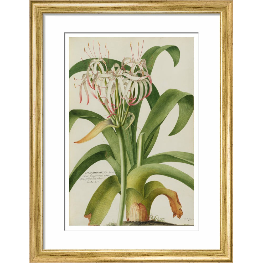 The American Asphodel Lily - Art print