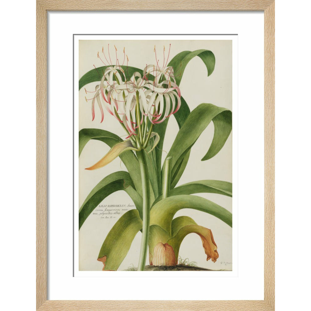 The American Asphodel Lily - Art print