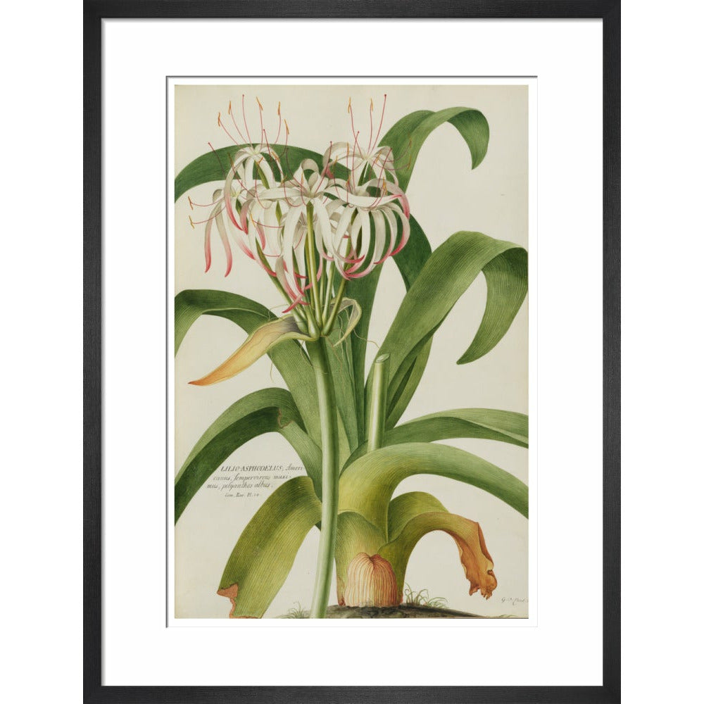 The American Asphodel Lily - Art print