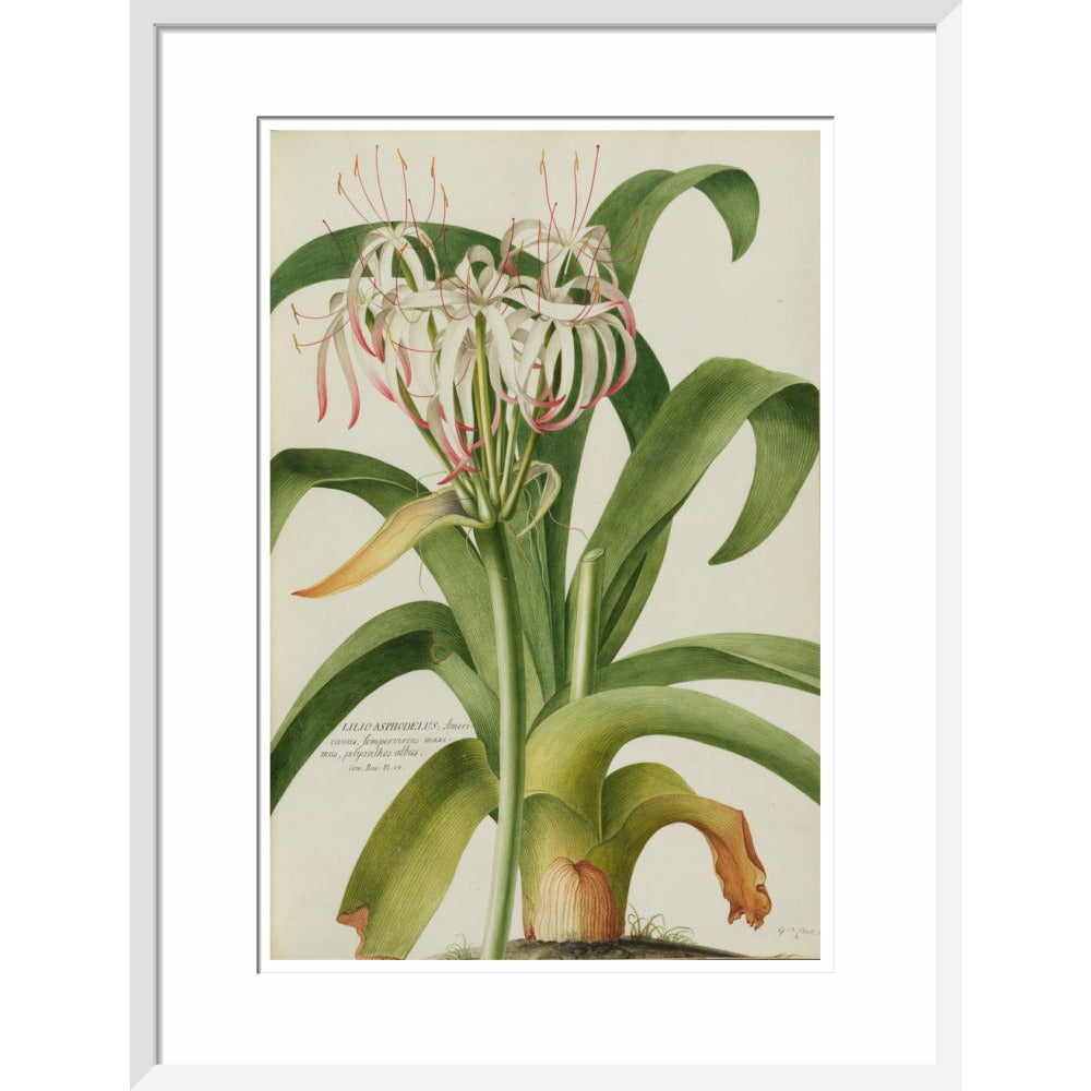 The American Asphodel Lily - Art print