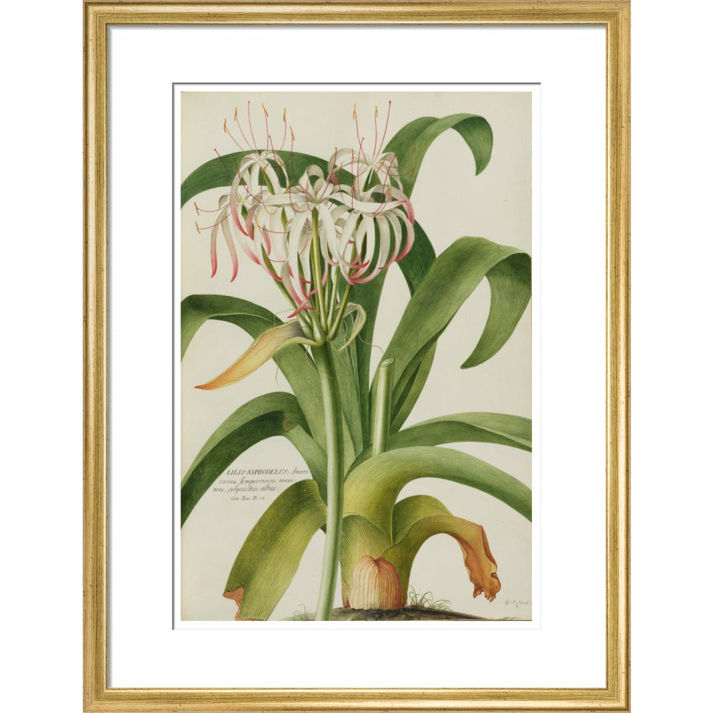 The American Asphodel Lily - Art print