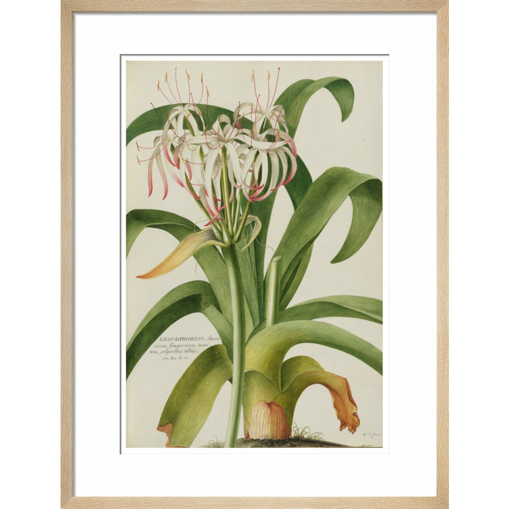 The American Asphodel Lily - Art print