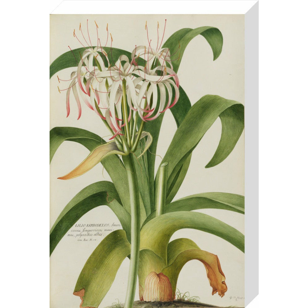 The American Asphodel Lily - Art print