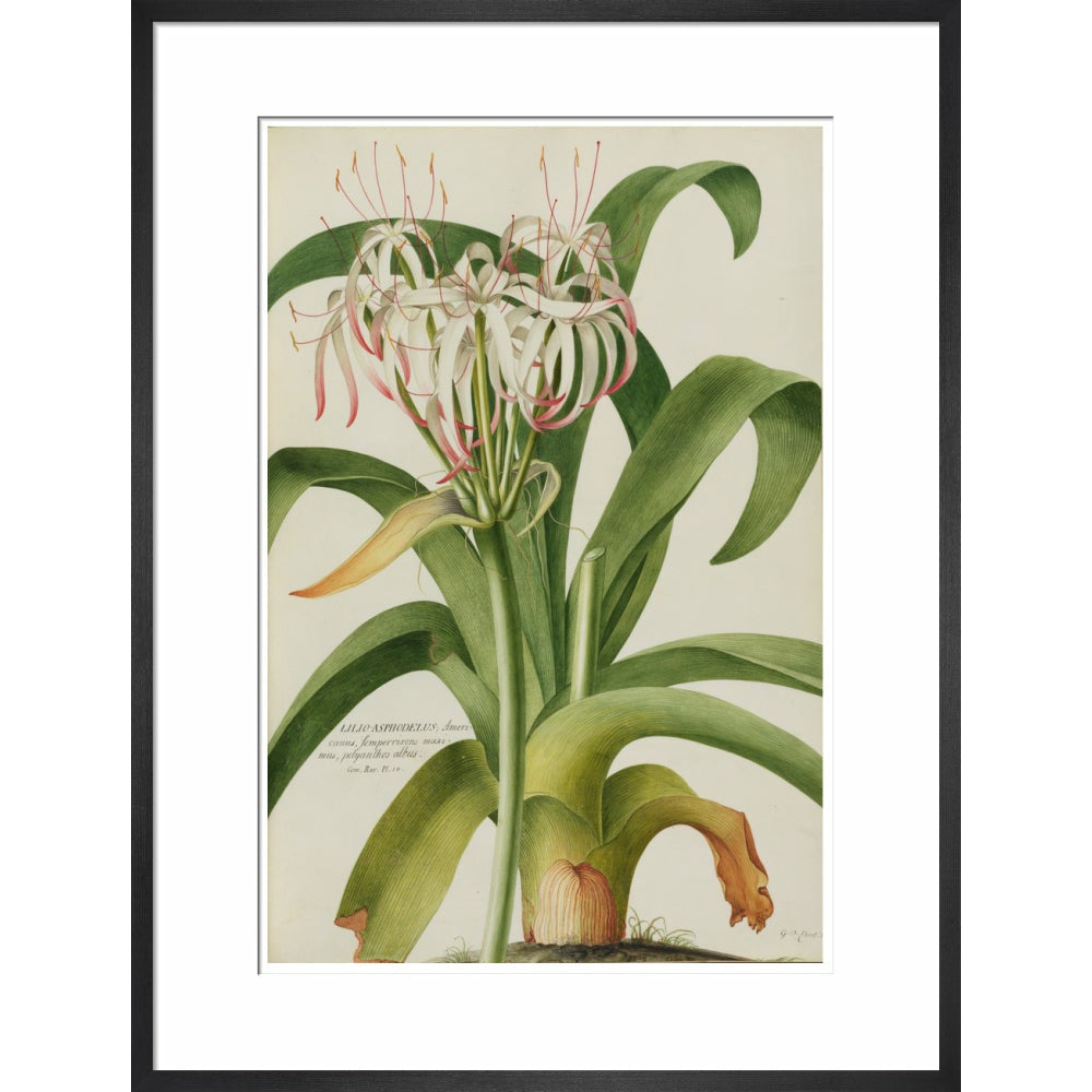 The American Asphodel Lily - Art print