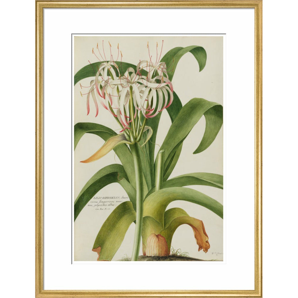 The American Asphodel Lily - Art print