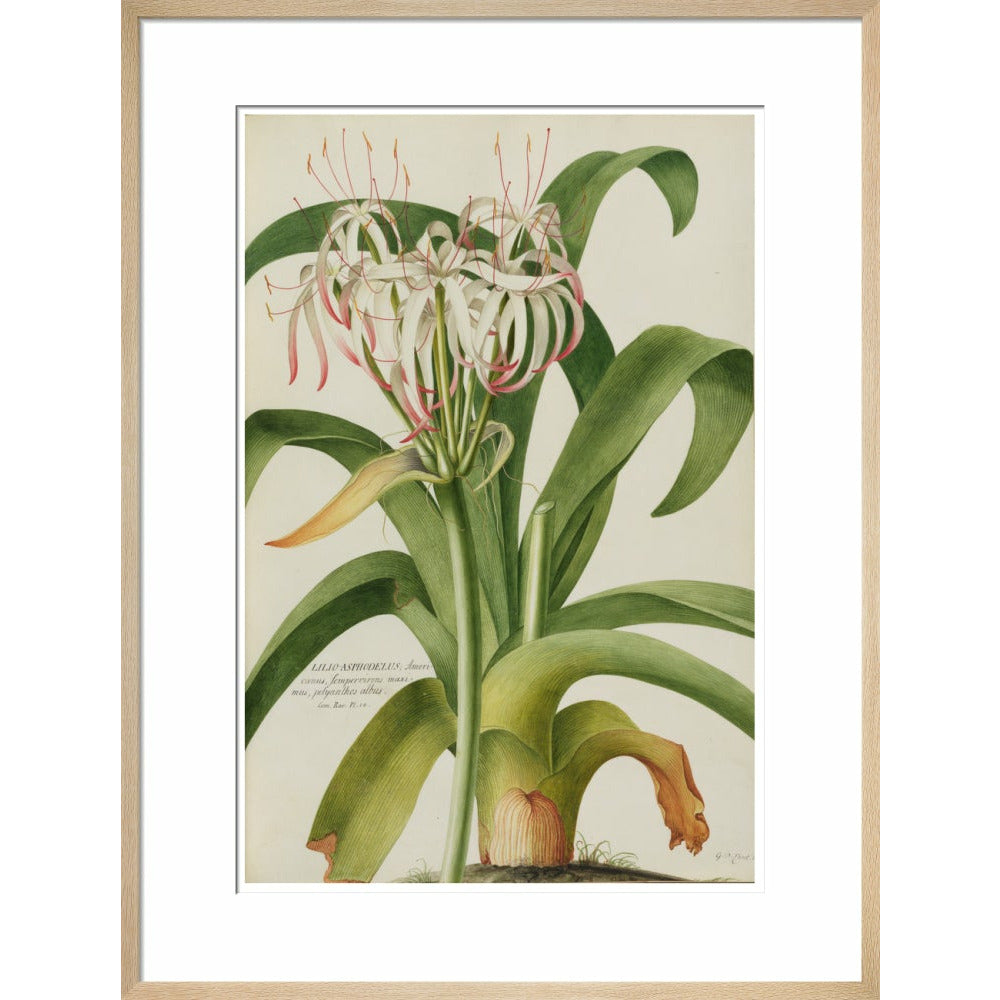 The American Asphodel Lily - Art print