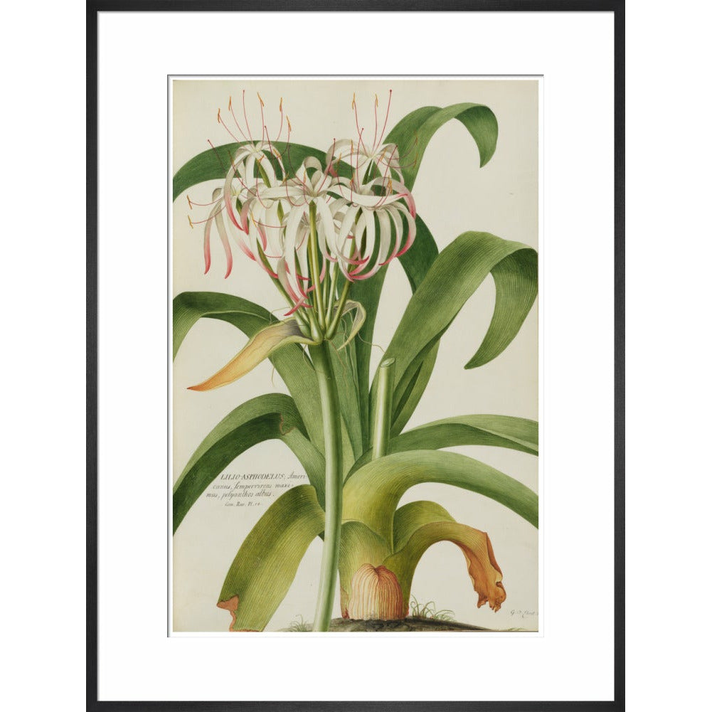 The American Asphodel Lily - Art print