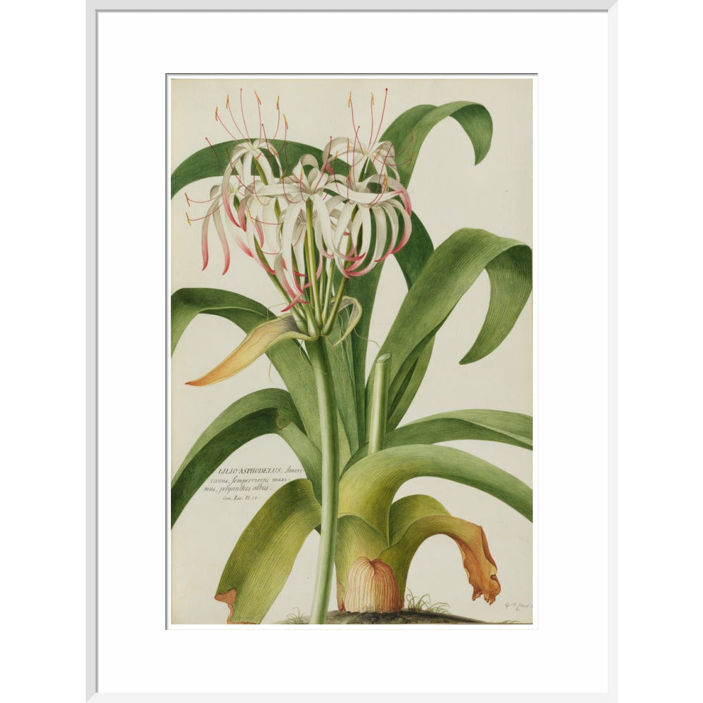 The American Asphodel Lily - Art print