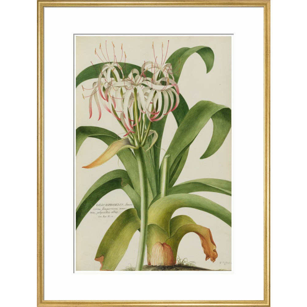 The American Asphodel Lily - Art print