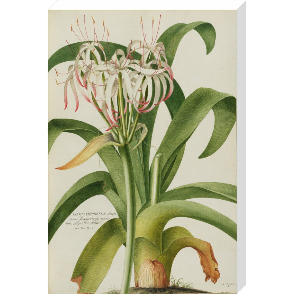 The American Asphodel Lily - Art print