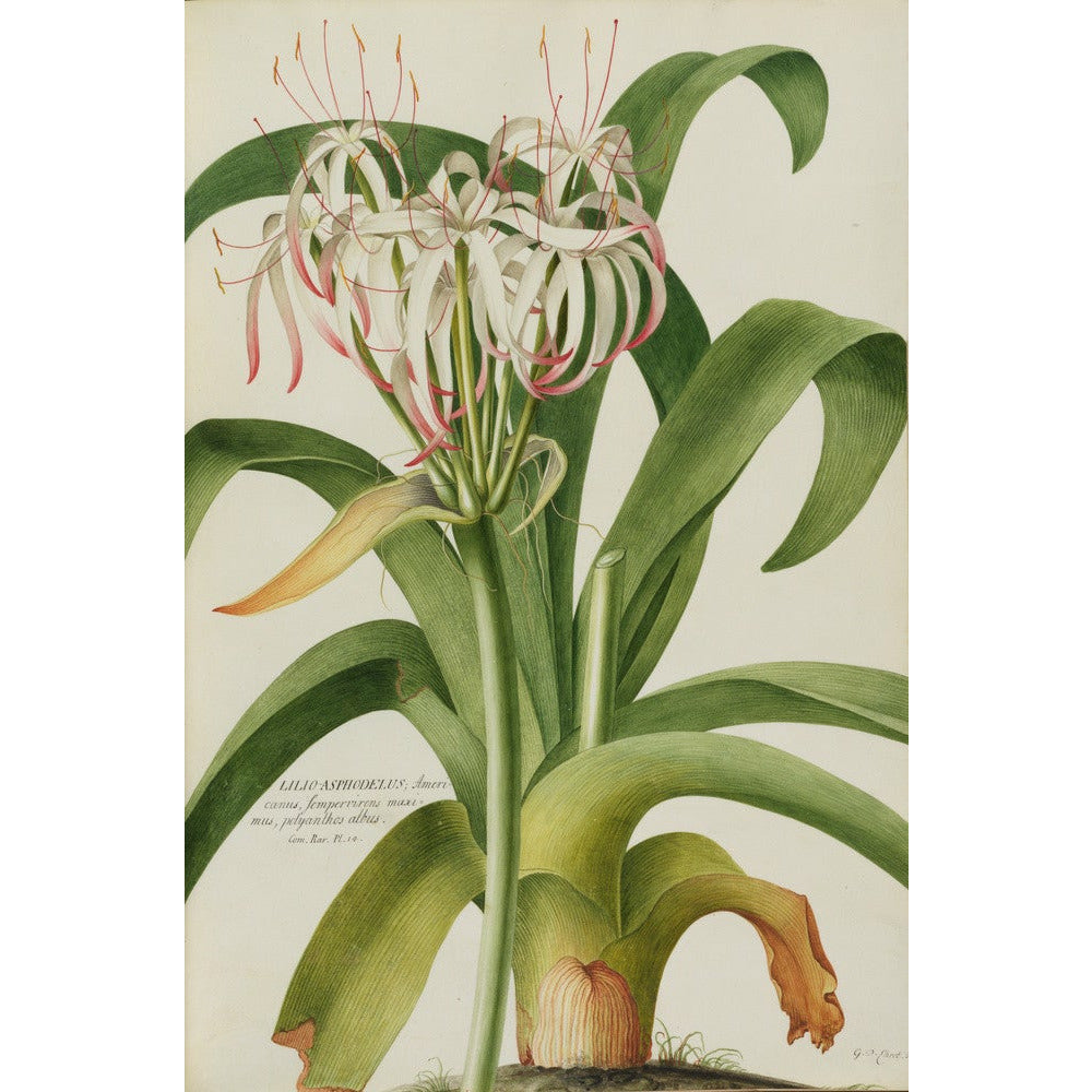 The American Asphodel Lily - Art print
