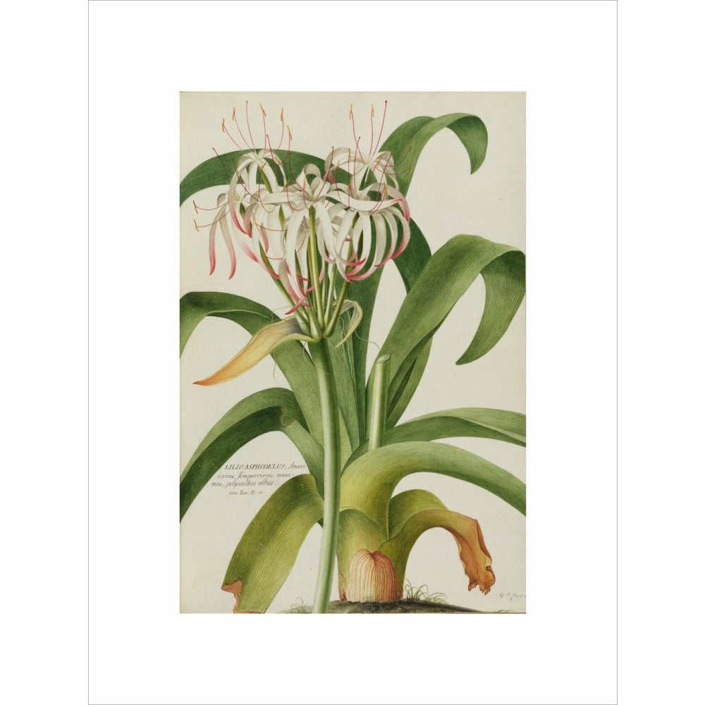 The American Asphodel Lily - Art print