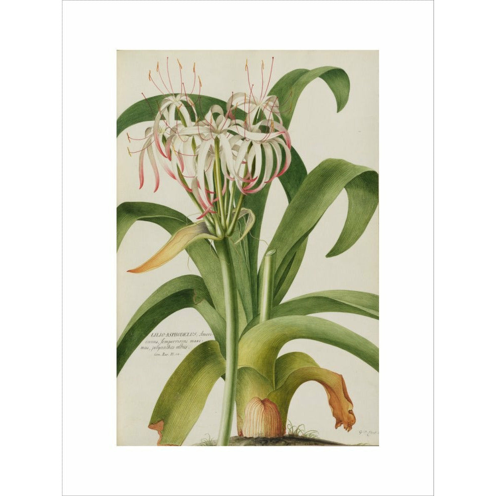 The American Asphodel Lily - Art print