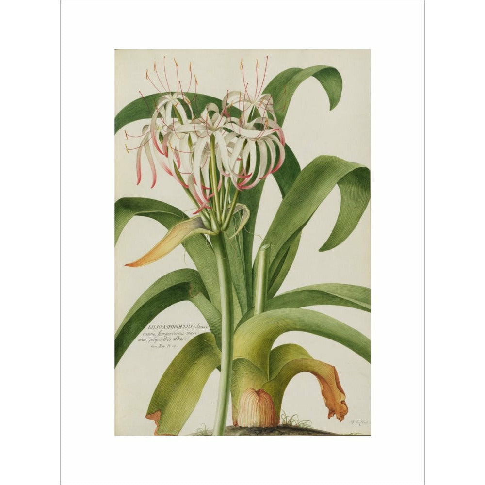 The American Asphodel Lily - Art print