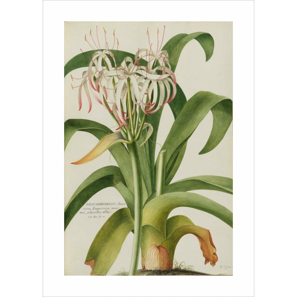 The American Asphodel Lily - Art print
