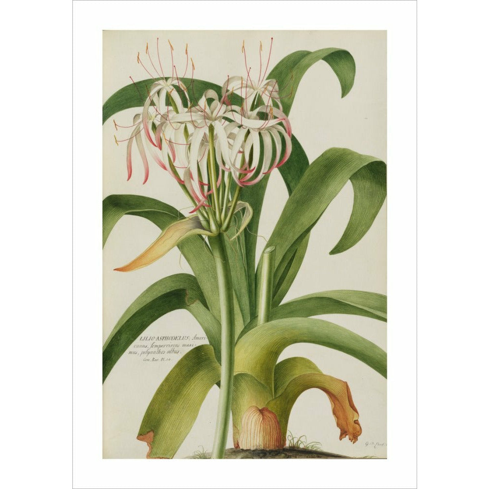 The American Asphodel Lily - Art print