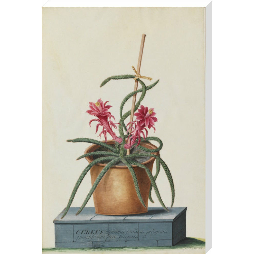 Rat's Tail Cactus - Art print