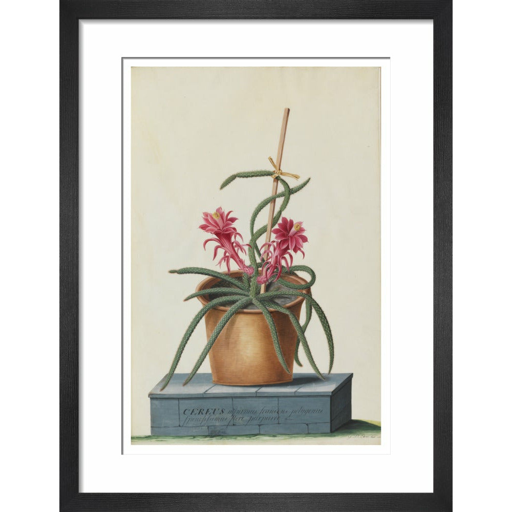 Rat's Tail Cactus - Art print