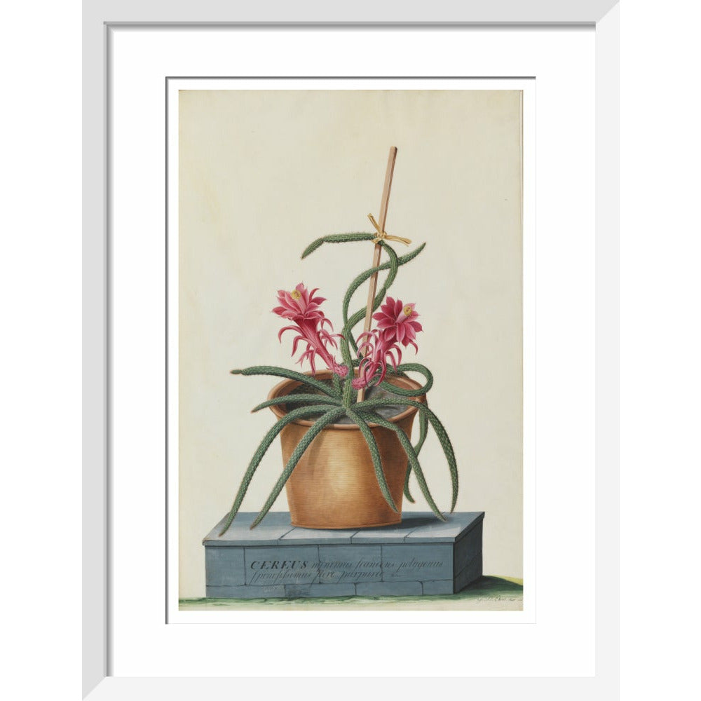 Rat's Tail Cactus - Art print