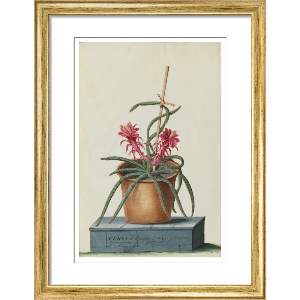 Rat's Tail Cactus - Art print