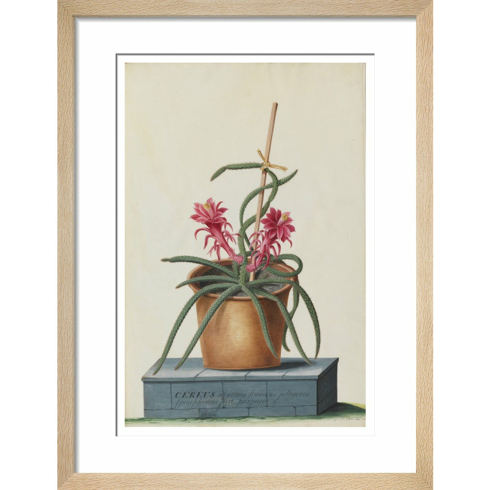 Rat's Tail Cactus - Art print