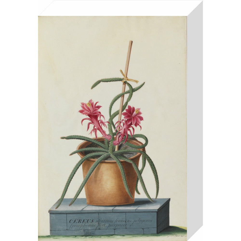 Rat's Tail Cactus - Art print