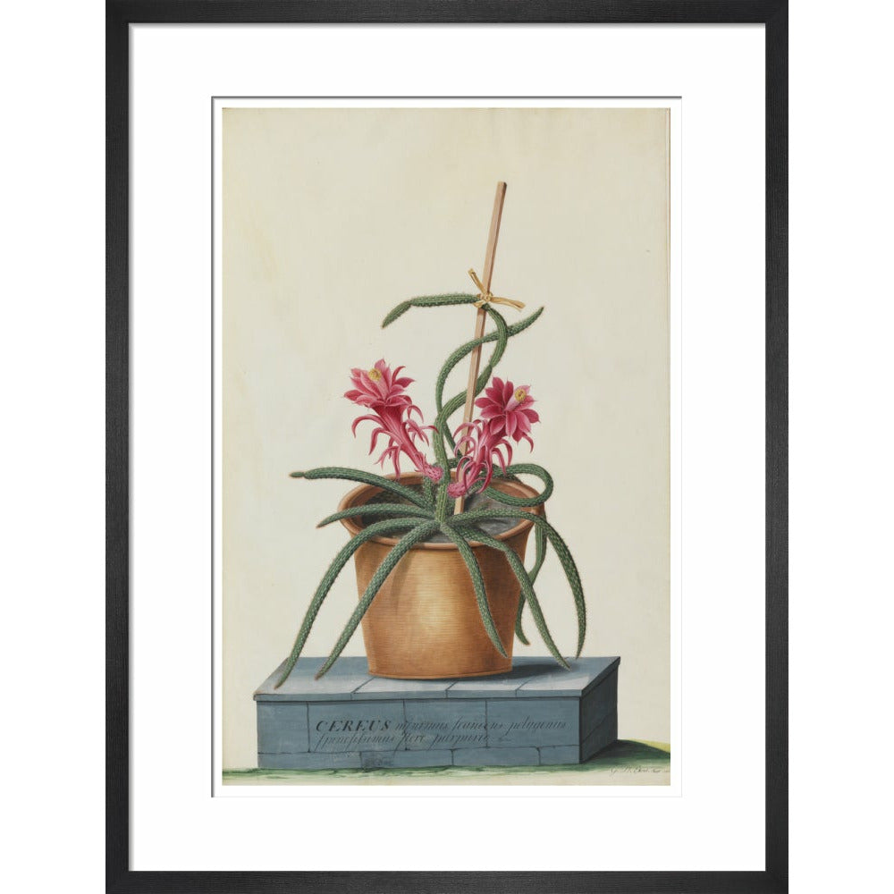 Rat's Tail Cactus - Art print