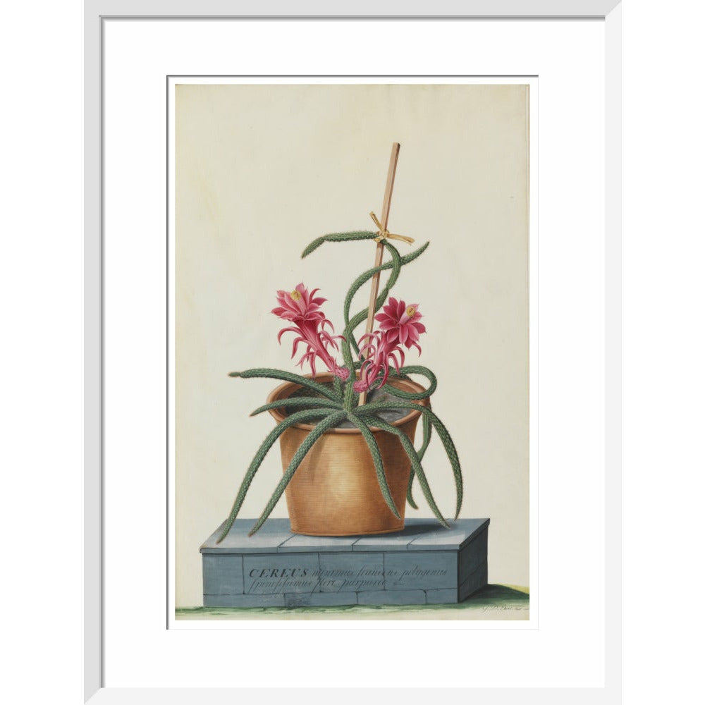 Rat's Tail Cactus - Art print