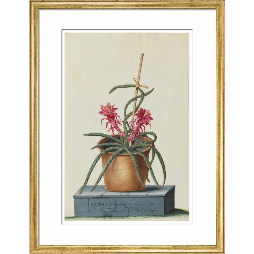 Rat's Tail Cactus - Art print