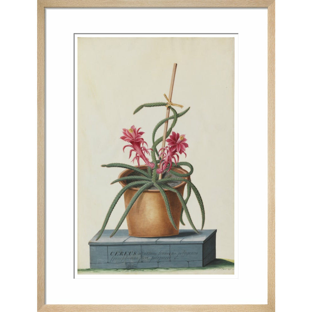 Rat's Tail Cactus - Art print