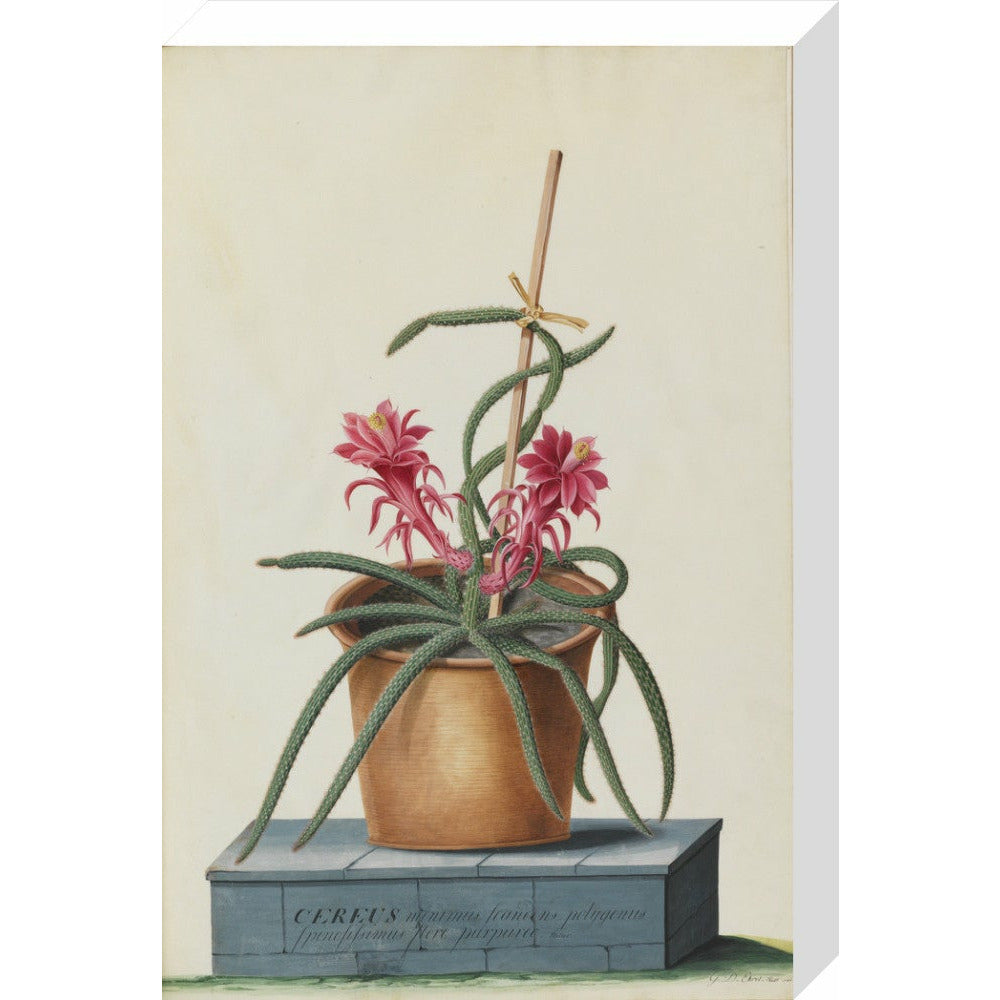 Rat's Tail Cactus - Art print