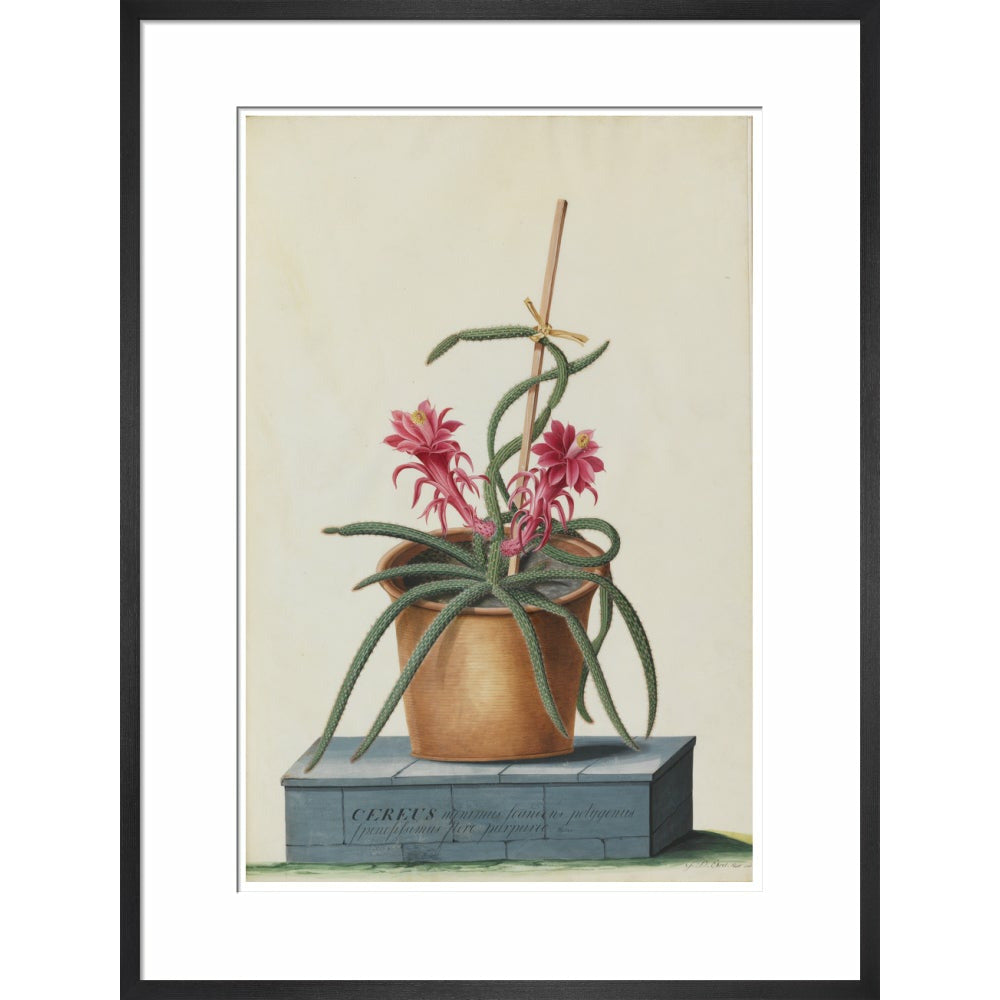 Rat's Tail Cactus - Art print