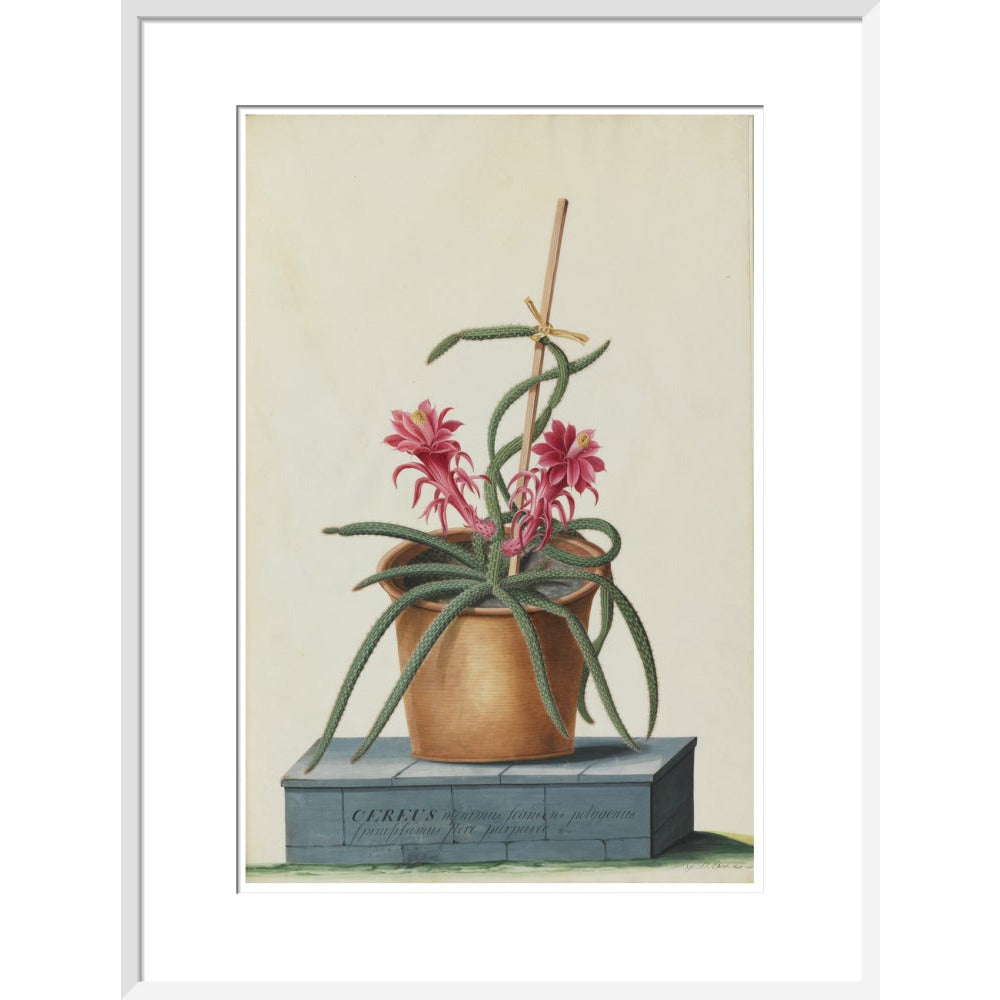 Rat's Tail Cactus - Art print