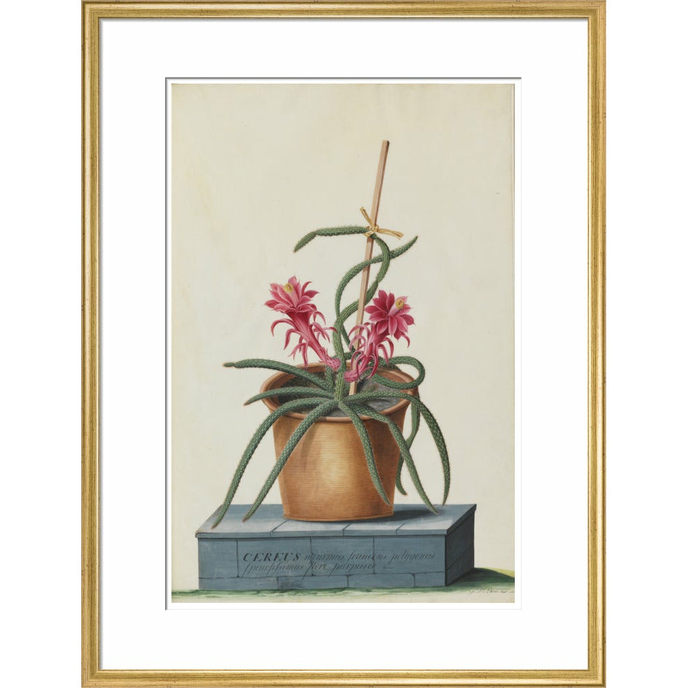 Rat's Tail Cactus - Art print