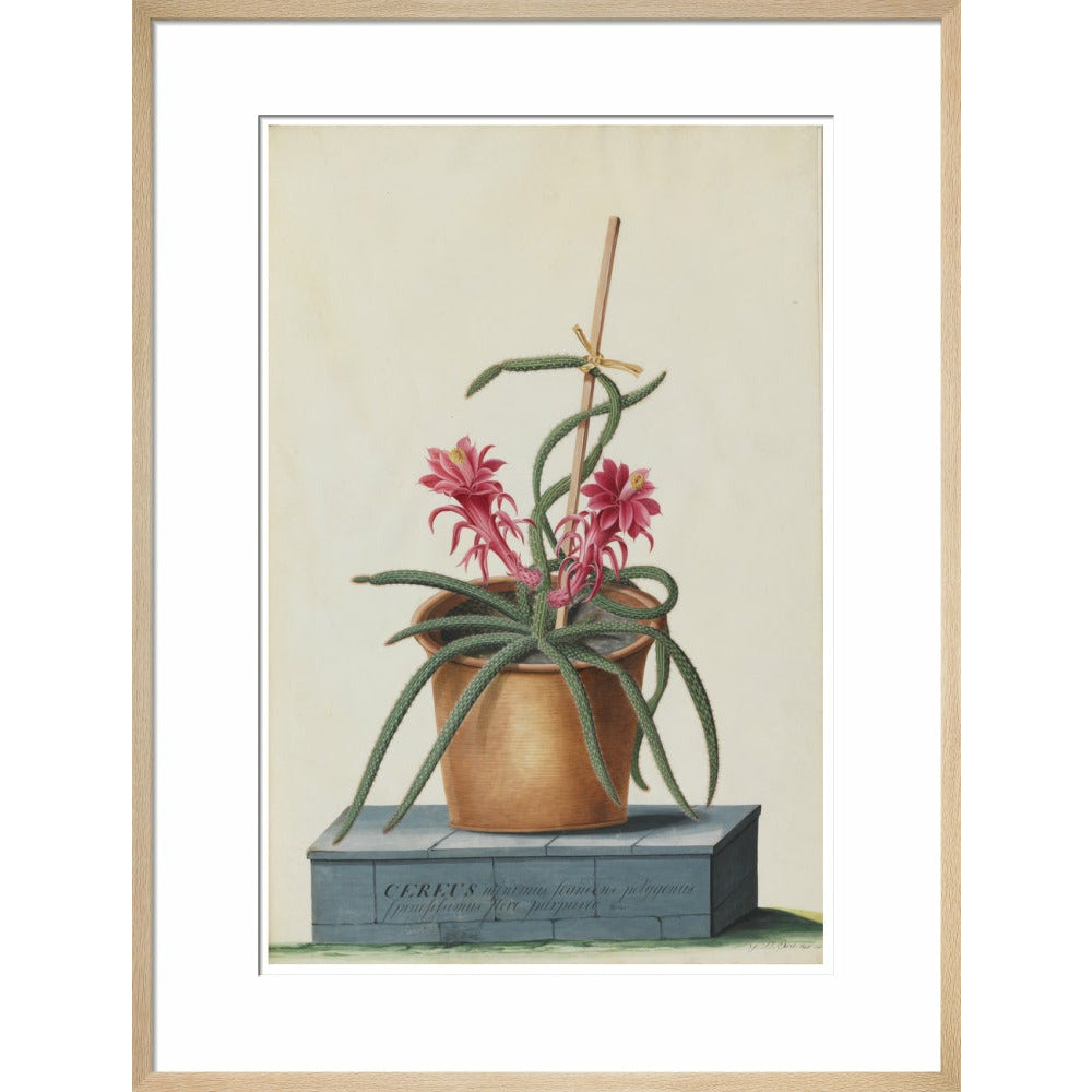 Rat's Tail Cactus - Art print