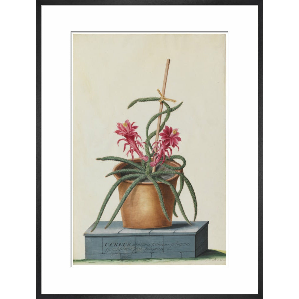 Rat's Tail Cactus - Art print