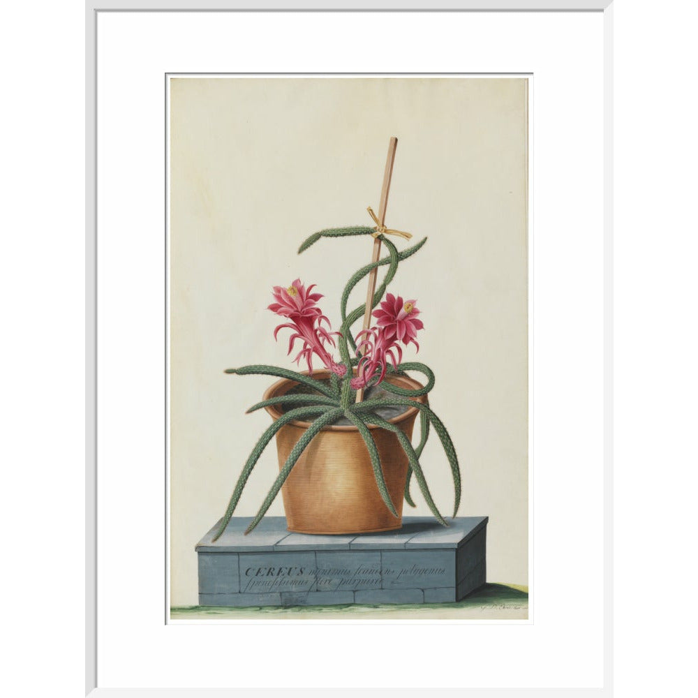 Rat's Tail Cactus - Art print