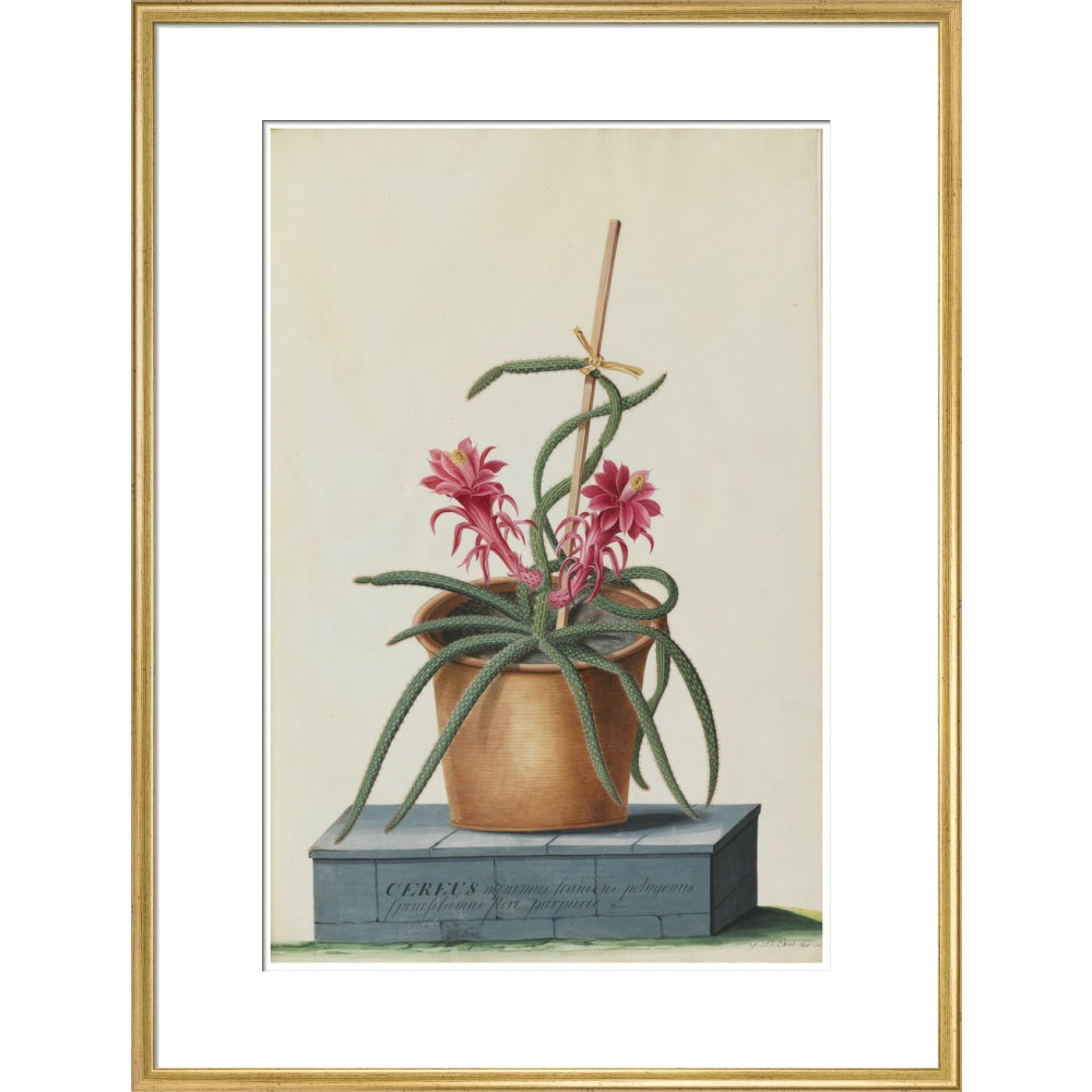 Rat's Tail Cactus - Art print